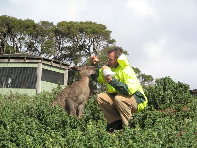 Lewis feeds a wild kangaroo