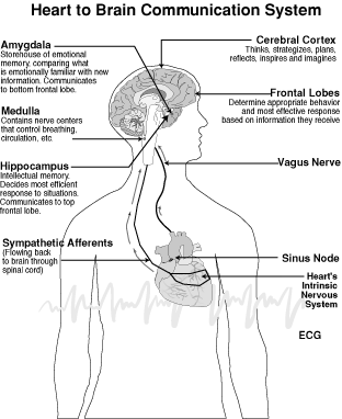 Heart Brain Communication System