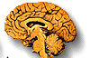 brainm2.gif (11251 bytes)